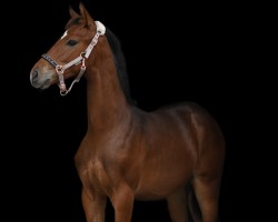 dressage horse Fürst Walero K (Austrian Warmblood, 2022, from Floyd TN)