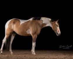 Springpferd Diabolyk van de Rib (unbekannt, 2013, von Ulysse de Repand)