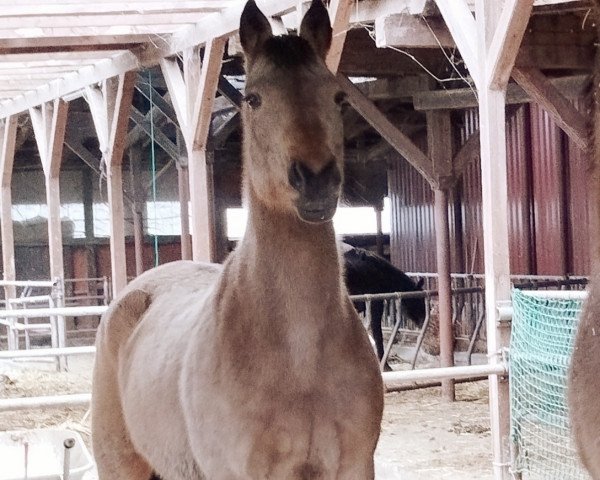 broodmare Sweet Marjell (Little German Riding Horse, 2006, from Magic Memphis)