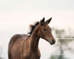 jumper Stute von Cadeau x Octavian (Trakehner, 2021, from Cadeau)