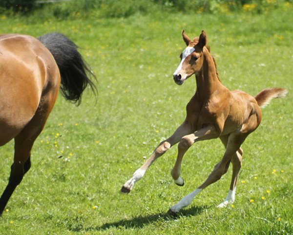 dressage horse Wakando (Trakehner, 2021, from Ganderas)