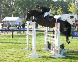 jumper Vodka de Hus (Zangersheide riding horse, 2010, from Vivaldi du Seigneur)