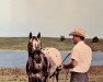 stallion Wa-Jo-Re (Appaloosa, 1968, from Wapiti)