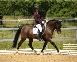 jumper Die Fabelhafte Fee (German Riding Pony, 2009, from Fuchur)