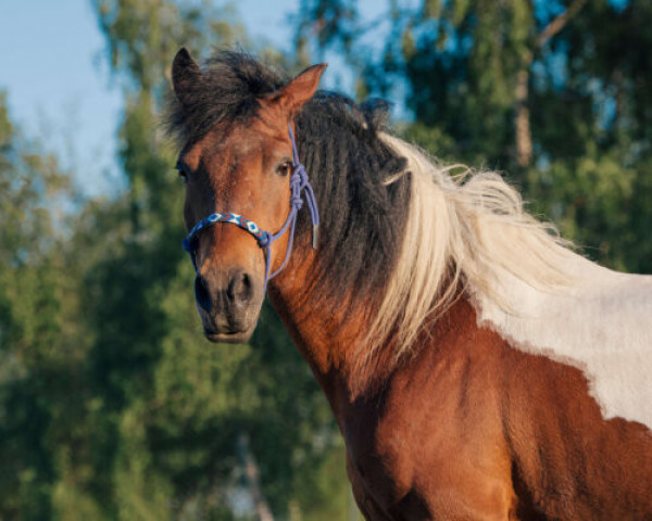 Zuchtstute RCHR Lady Midnight Zara (Baschkire / Bashkir Curly / Curly Horse, 2007, von Oakesmuir Duke of Curl)