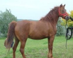 Zuchtstute Oakesmuir Midnight Lass (Baschkire / Bashkir Curly / Curly Horse,  , von Zorro)