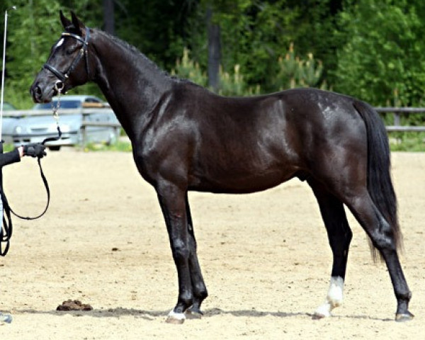 stallion Pin Rock's Black Velvet 147 FIN (Finnish Warmblood, 2006, from Sir Donnerhall I)