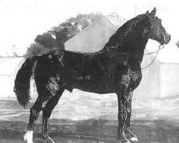 Pferd Romanesque (Morgan Horse, 1921)