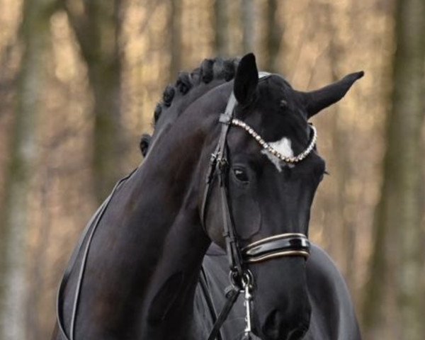 dressage horse Mister Morningstar (German Sport Horse, 2016, from Millepoint)