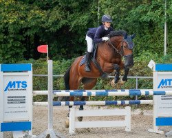 jumper Golden Angel 12 (KWPN (Royal Dutch Sporthorse), 2011, from Eldorado vd Zeshoek Tn)