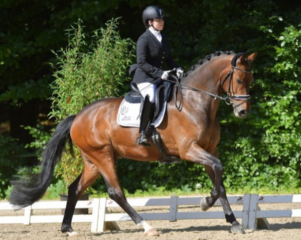 dressage horse Rock Johnson (Hanoverian, 2017, from Rock Forever NRW)