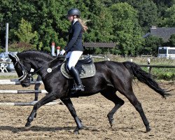 dressage horse Witch M (Hanoverian, 2004, from Weltmeyer)