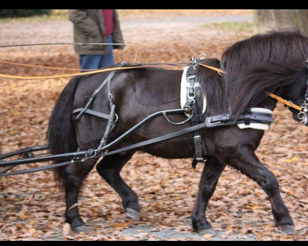 Deckhengst Oberbayerns Un Ami (Shetland Pony, 2012, von Unicum van Hoeve eelwerd)