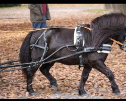 stallion Oberbayerns Un Ami (Shetland Pony, 2012, from Unicum van Hoeve eelwerd)