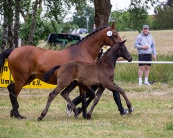 dressage horse Mowgli M (Oldenburg, 2022, from Morricone)