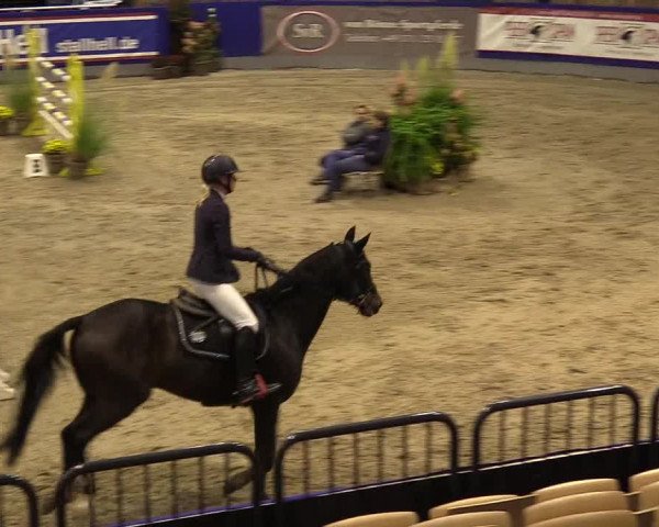 FEI Reitturnier Neumünster (GER) 2021