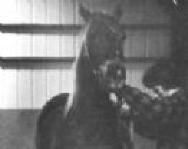 horse Townshend Gaymeade (Morgan Horse, 1949, from Meade)