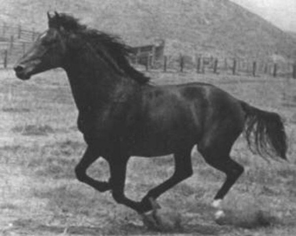 Pferd Gay Mac (Morgan Horse, 1936, von Mansfield)