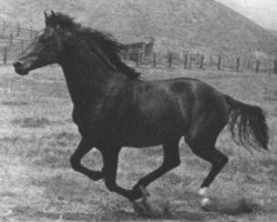 horse Gay Mac (Morgan Horse, 1936, from Mansfield)