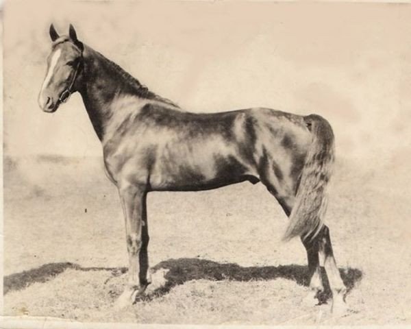 Deckhengst Senator Knox (Morgan Horse, 1916, von Knox Morgan)