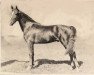 stallion Senator Knox (Morgan Horse, 1916, from Knox Morgan)