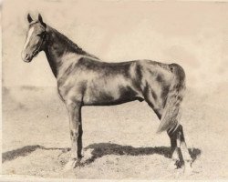 Deckhengst Senator Knox (Morgan Horse, 1916, von Knox Morgan)