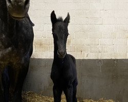 dressage horse Elferrat PST (Westphalian, 2023, from Extra Gold)