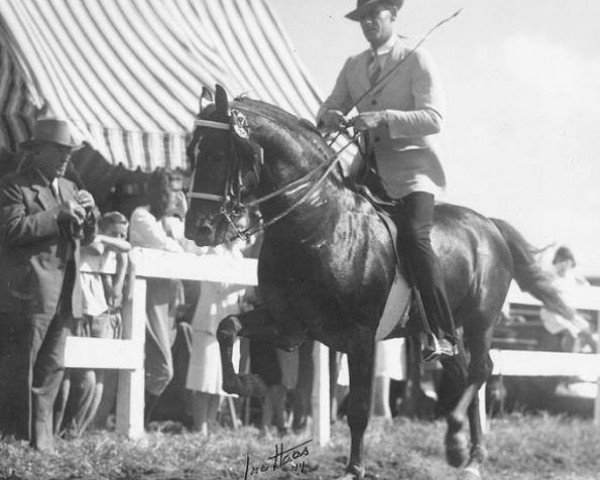 horse Meade (Morgan Horse, 1942, from Goldfield)