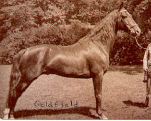 Deckhengst Goldfield (Morgan Horse, 1936, von Mansfield)