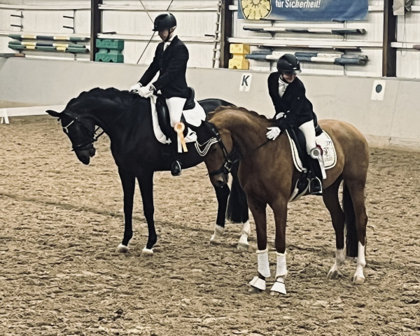 dressage horse Vilancio´s Valeria (Oldenburg, 2017, from Vilancio)