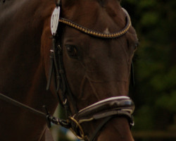 broodmare Chimana (Württemberger, 2006, from Candillo Z)