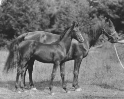 Zuchtstute Juno (Morgan Horse, 1916, von Forester)