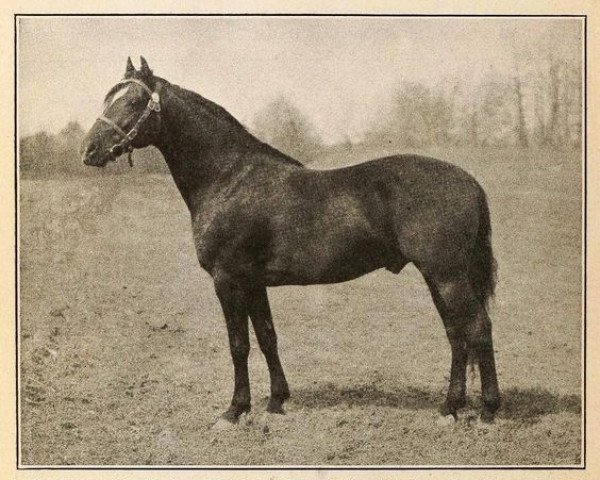 horse Bennington (Morgan Horse, 1908, from General Gates)