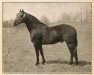 Pferd Bennington (Morgan Horse, 1908, von General Gates)