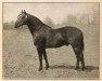 horse Bennington (Morgan Horse, 1908, from General Gates)