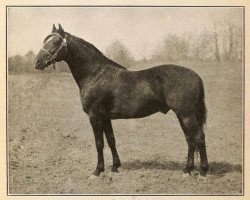 Pferd Bennington (Morgan Horse, 1908, von General Gates)