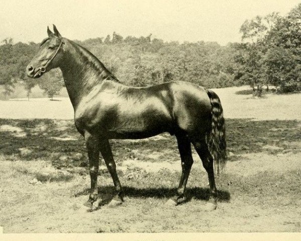 horse General Gates (Morgan Horse, 1894, from Denning Allen)