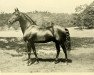 Pferd General Gates (Morgan Horse, 1894, von Denning Allen)