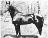 horse Denning Allen (Morgan Horse, 1874, from Honest Allen)