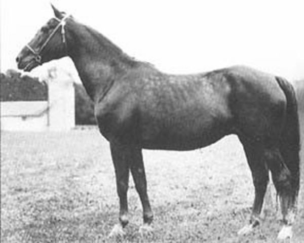 broodmare Artemisia (Morgan Horse, 1909, from Ethan Allen 3)