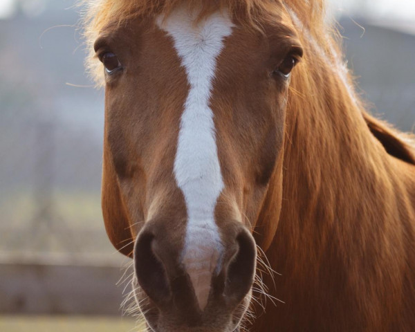 Dressurpferd Liesa 103 (Haflinger-Mix, 2002)