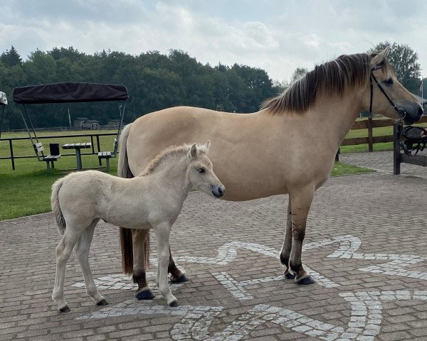 broodmare Nala (Fjord Horse, 2010, from Topas Halsnæs)