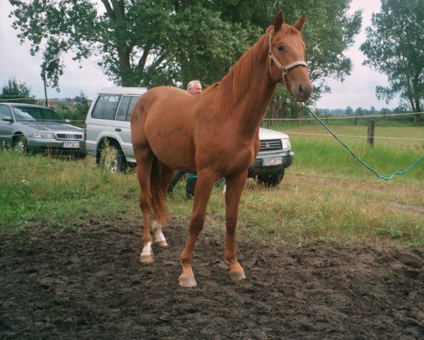Pferd Calimero (Brandenburger, 2000, von Crazy Cocktail)