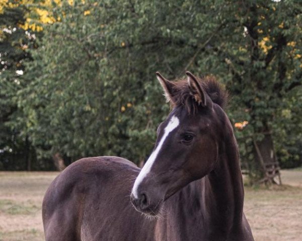 dressage horse Skyline (Westphalian, 2022, from Secret Game)