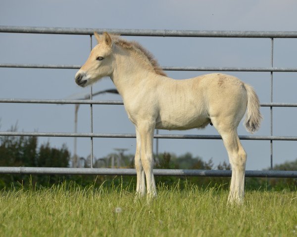 Pferd Berti (Fjordpferd, 2021, von Bram)