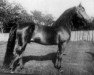 Pferd Ethan Allen 2 (Morgan Horse, 1877, von Morgan)