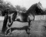 horse Ethan Allen 2 (Morgan Horse, 1877, from Morgan)