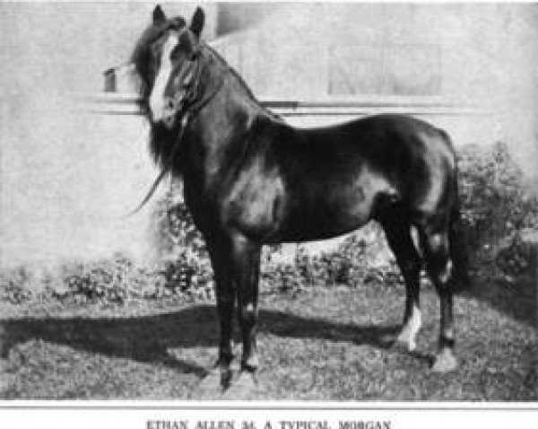 horse Ethan Allen 3 (Morgan Horse, 1885, from Ethan Allen 2)