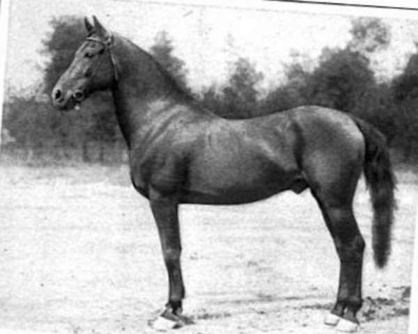Pferd Bob Morgan (Morgan Horse, 1888, von Ethan Allen 2)