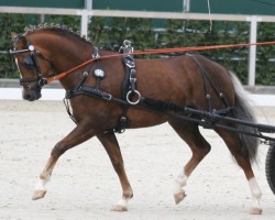 Deckhengst Trevor WE (Welsh Pony (Sek.B), 2011, von Triumph)